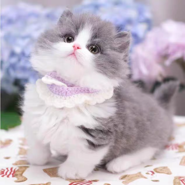 猫舍直销批发价格出售曼基康矮脚猫